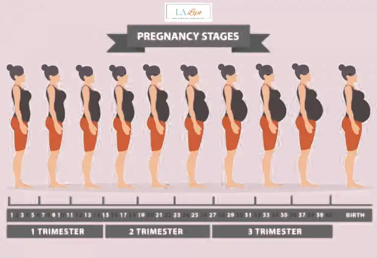 First Trimester (Weeks 1–12): Early Changes You Might Not Notice Telford